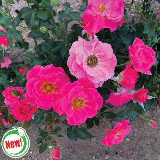 Aurora Borealis Rose Thumbnail